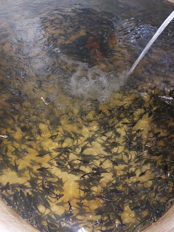 fish11.jpg